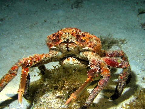cozumel crab shore